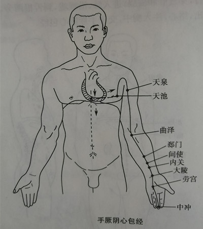 心包经走向图片