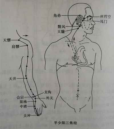 手少阳经筋图图片