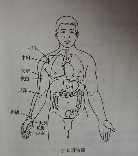 手太阴肺经的走向图图片
