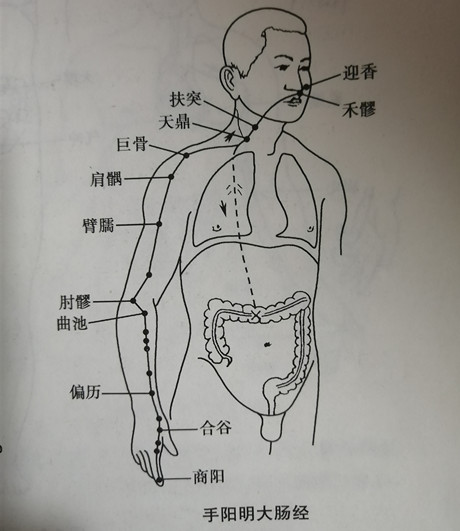 大肠经的准确位置图图片