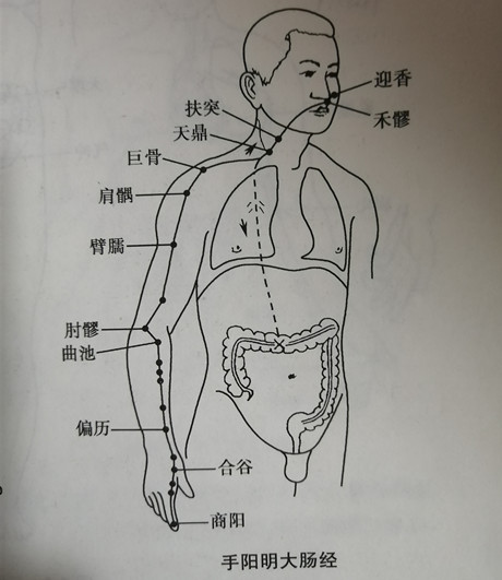 大肠经走向图文详解图片